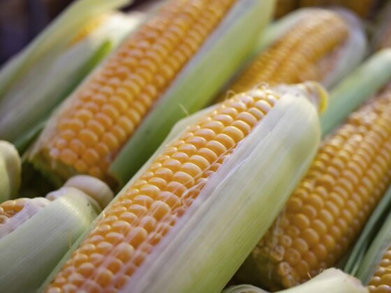 Corn Case Study with Borochemie Fertilizer