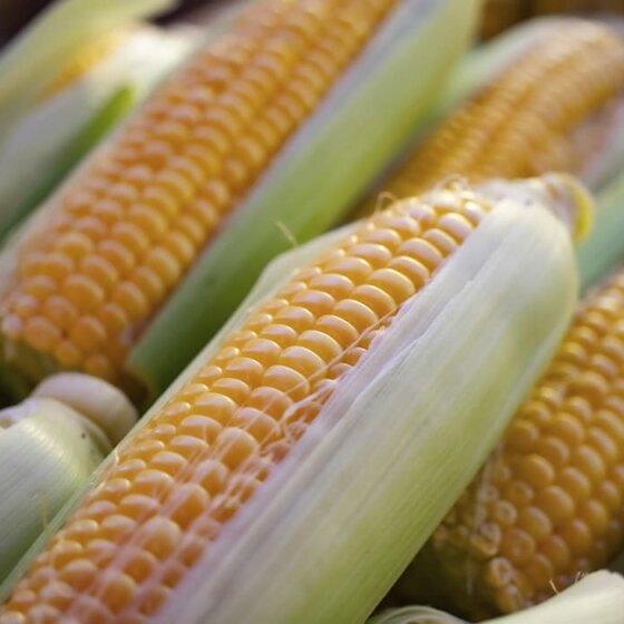 Corn Case Study with Borochemie Fertilizer