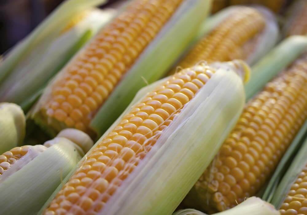 Corn Case Study with Borochemie Fertilizer