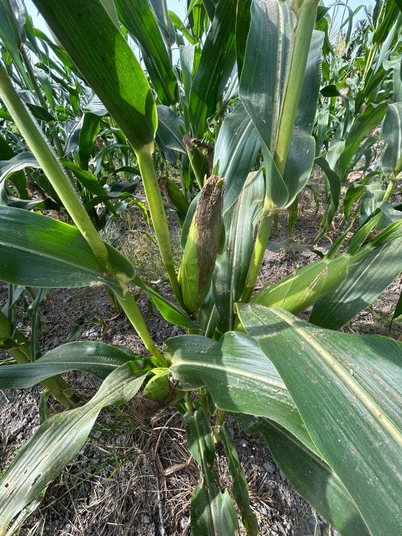 corn case study