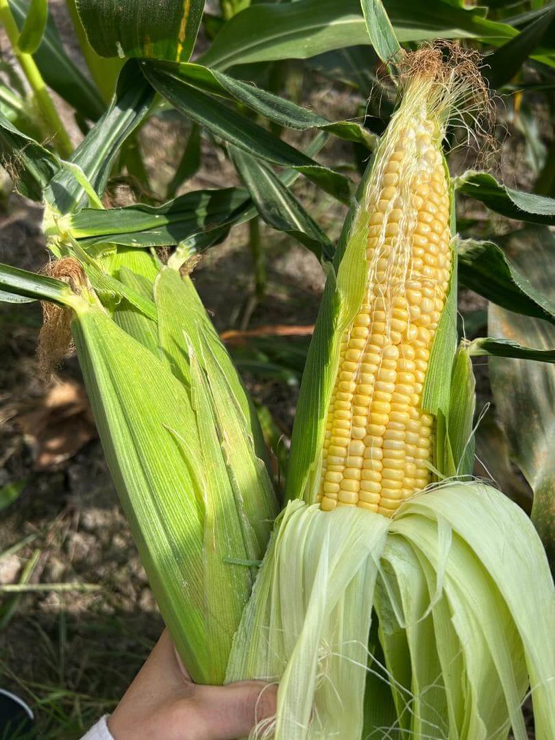 corn fertilizer application