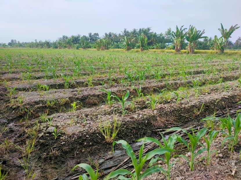 Corn Field in Malaysia