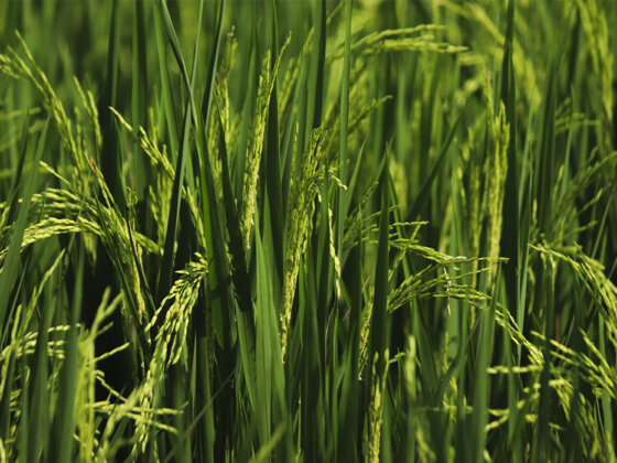 fertilizer support paddy growth