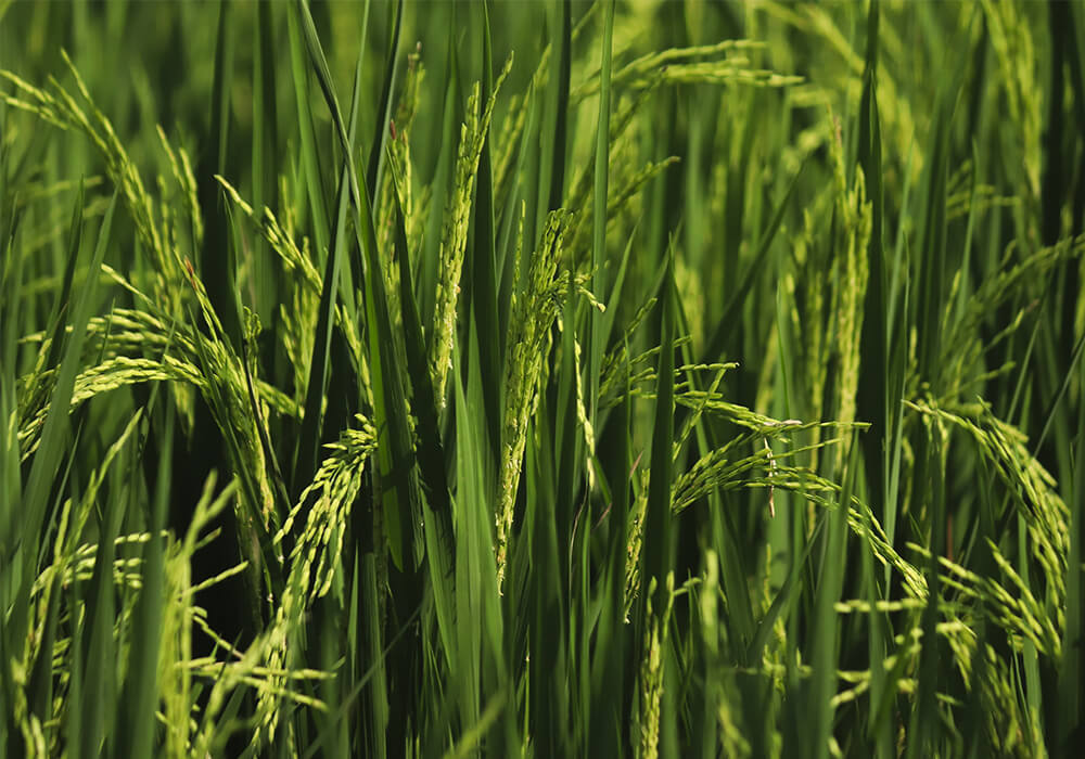 fertilizer support paddy growth