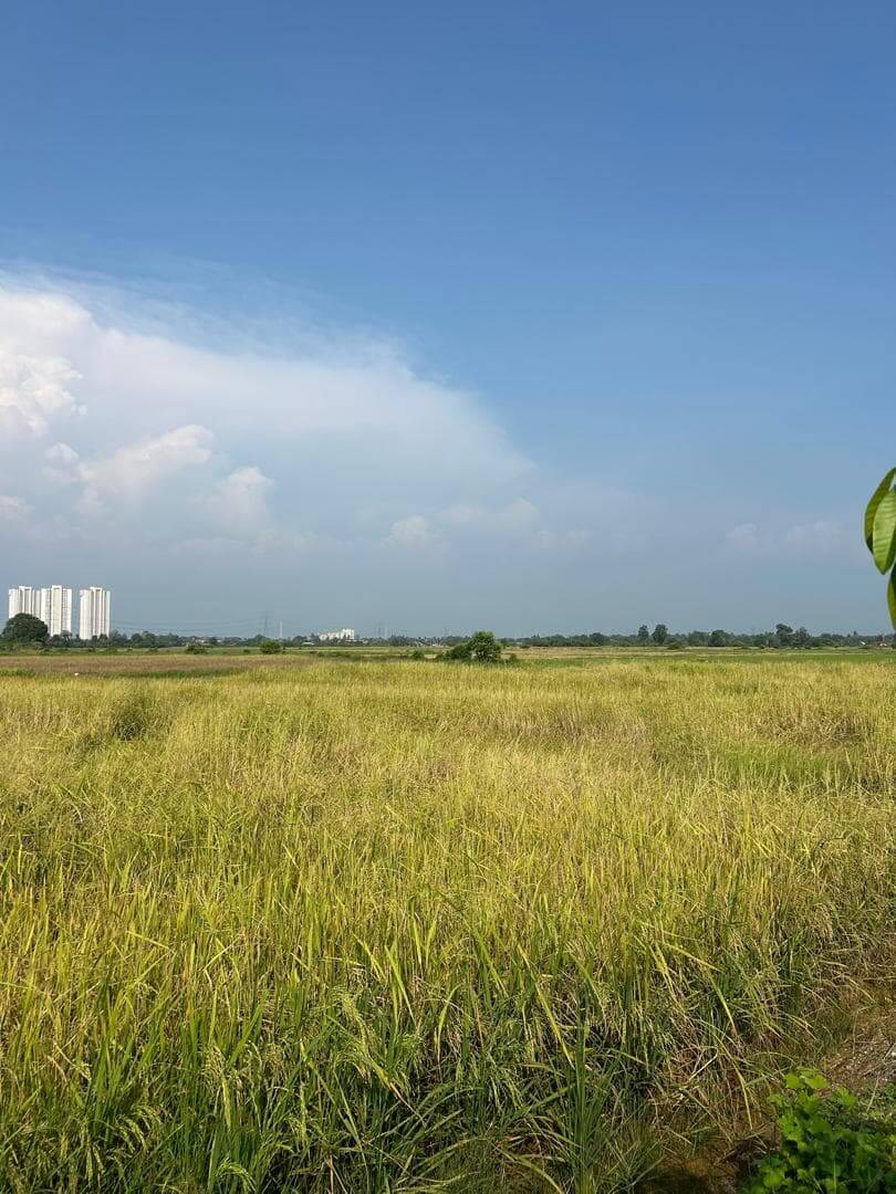 Paddy fertilizer yield