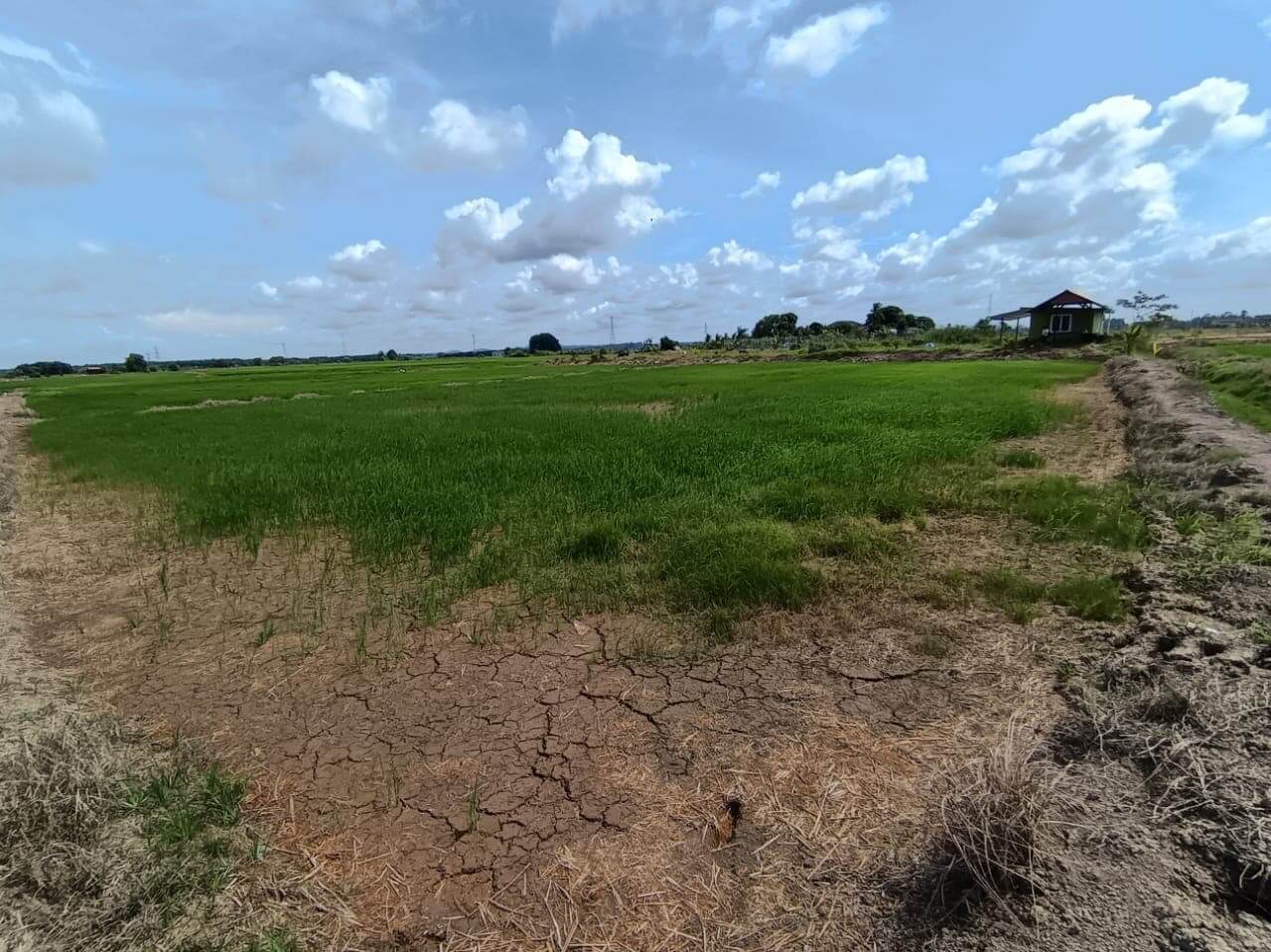 Paddy field case study