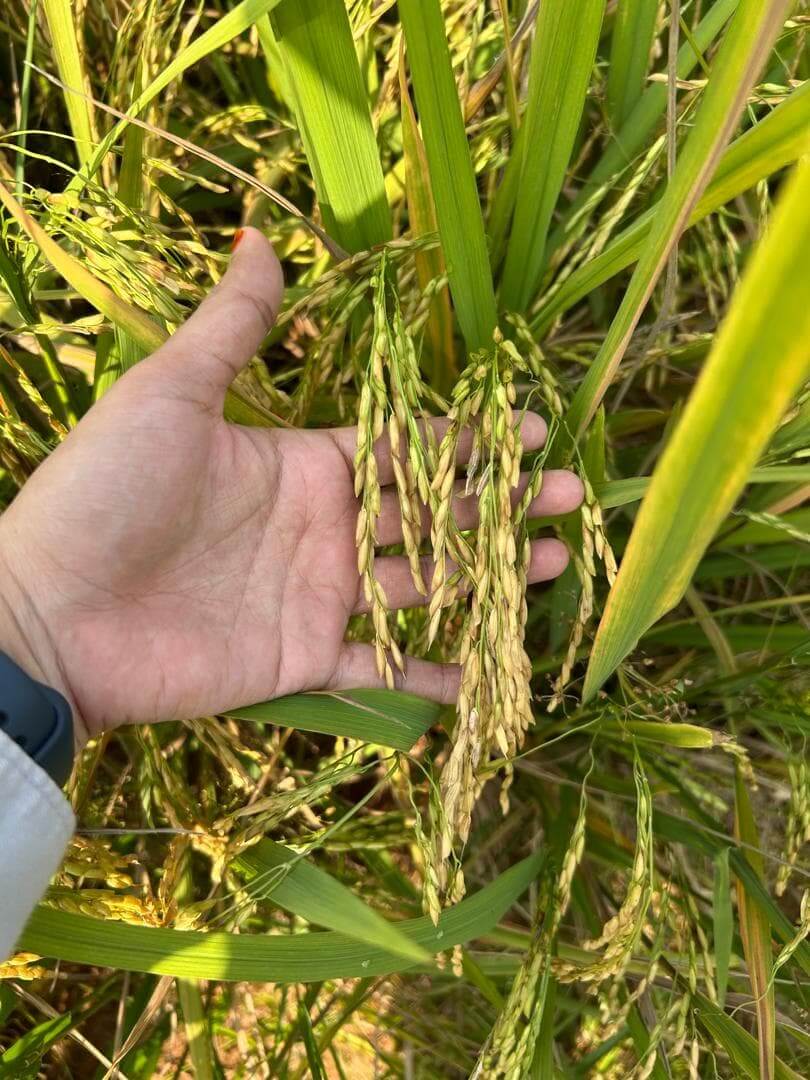 Paddy field fertilizer application
