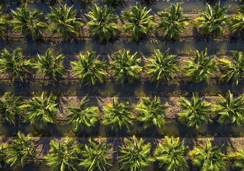 Fertilizer for Palm oil