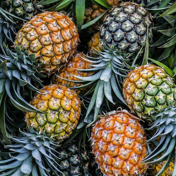 npk fertilizer with pineapples