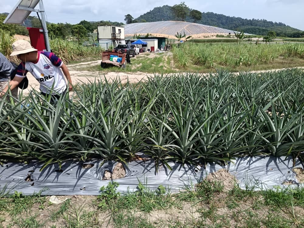 pineapple fertilizer case study