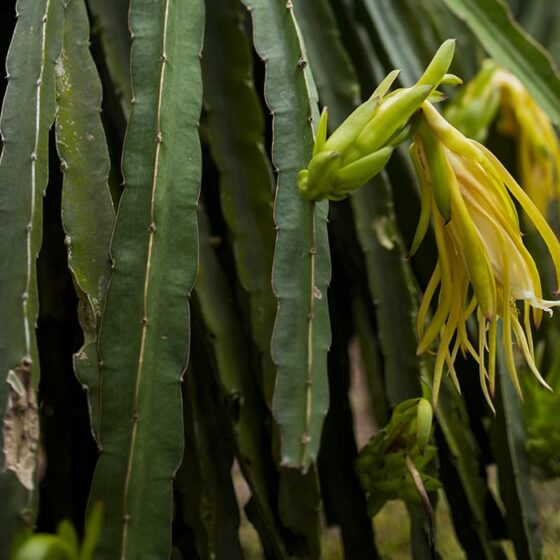 dragonfruit fertilizer case study