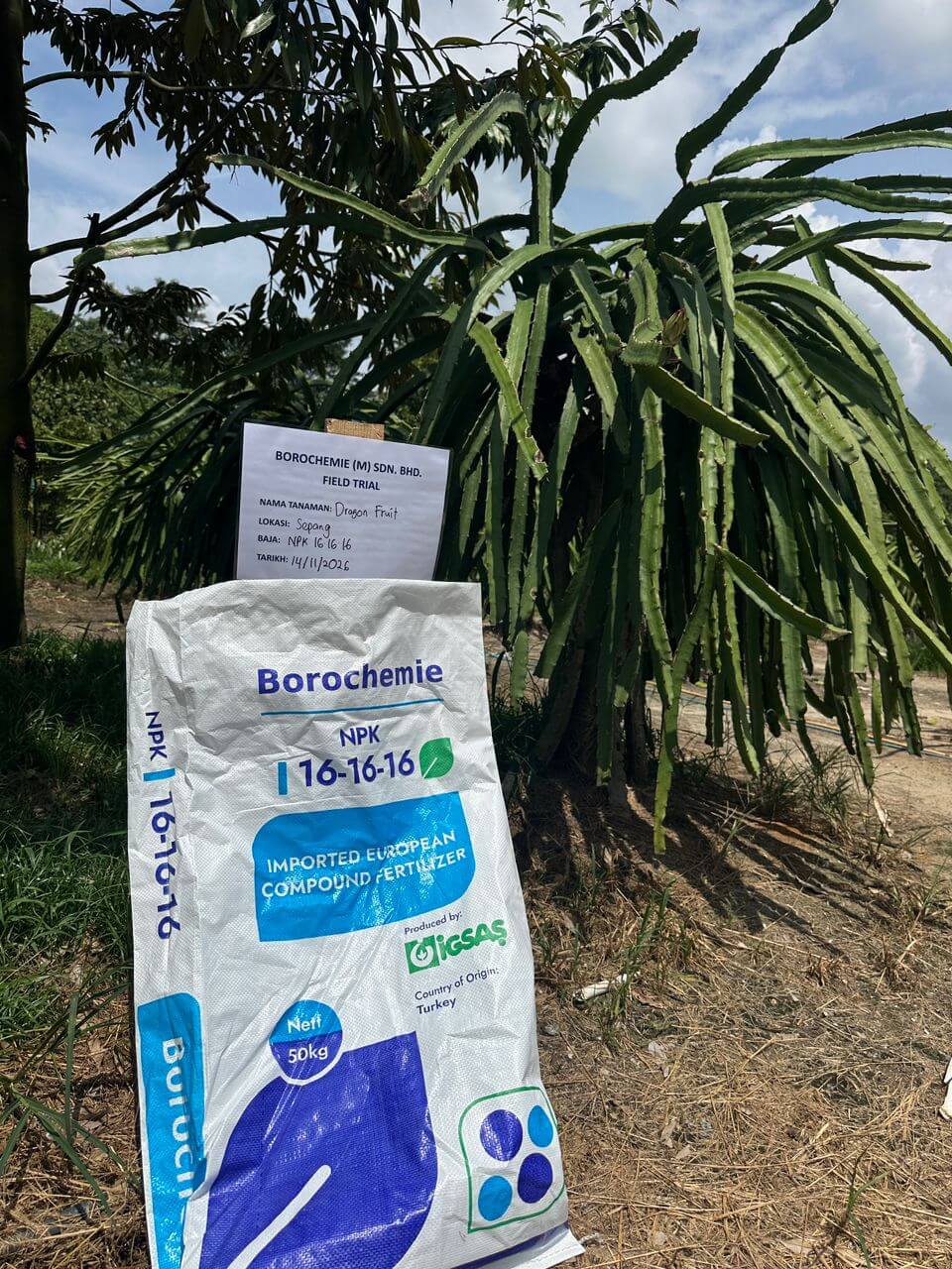 dragonfruit fertilizer test