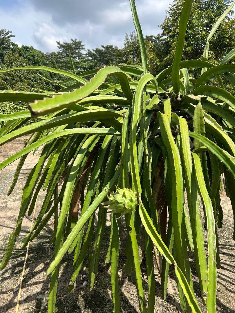 dragonfruit