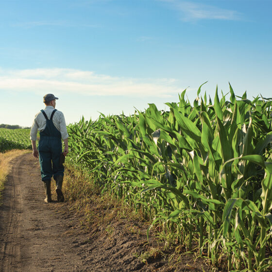 how to choose fertilizer supplier