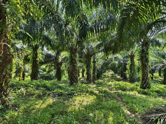 Oil Palm fertilizer program