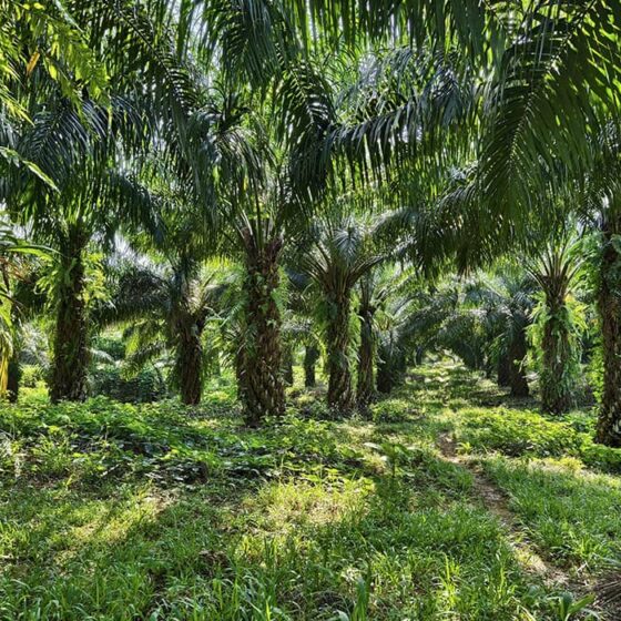 Oil Palm fertilizer program