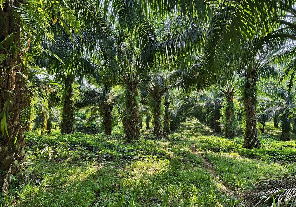 Oil Palm fertilizer program