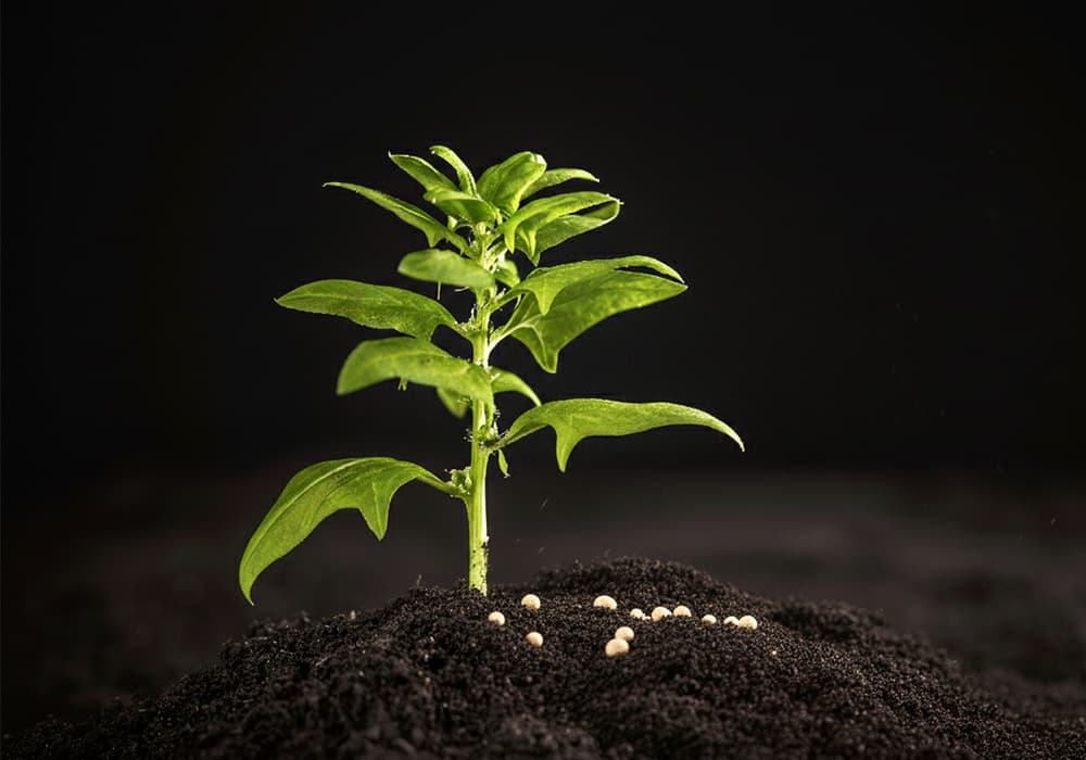 Slow release fertilizer applied