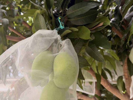 Mango fertilizer program
