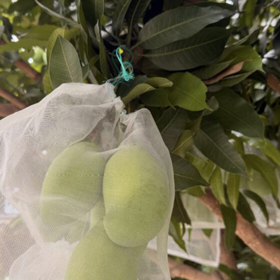 Mango fertilizer program