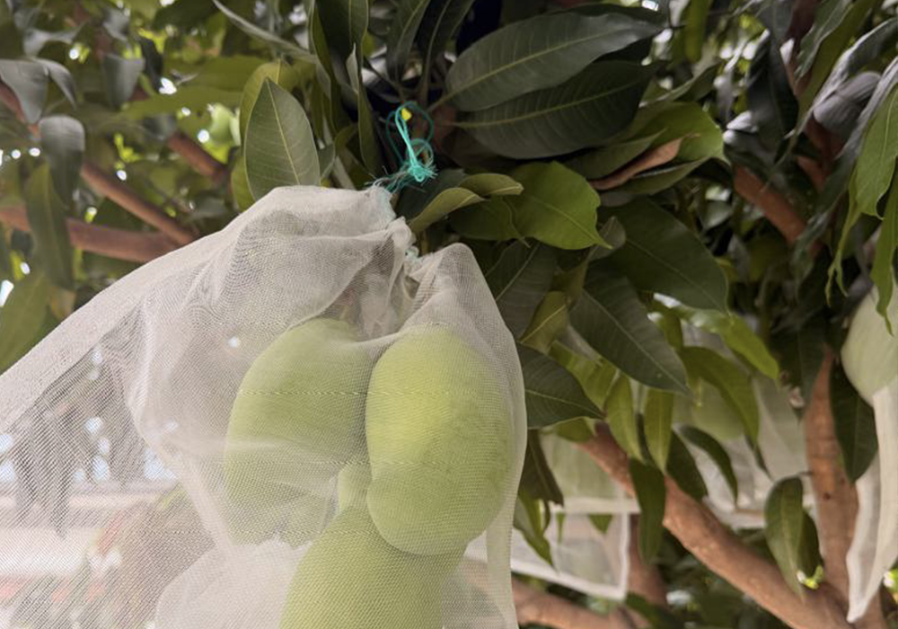 Mango fertilizer program